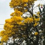 Handroanthus albus Flower