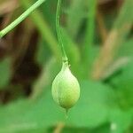 Camelina sativa ഫലം