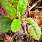 Hibbertia dentata Blatt