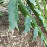 Encephalartos laurentianus Leaf