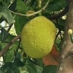 Artocarpus integer Fruit