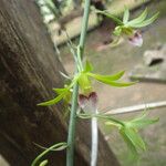 Eulophia euglossa Flower