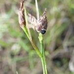 Rhynchospora eximia Fruto