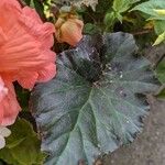 Begonia grandis ᱥᱟᱠᱟᱢ