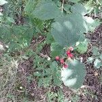Viburnum lantana Owoc