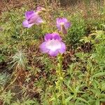 Penstemon cobaea Flor