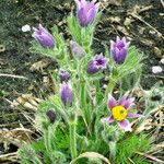 Pulsatilla chinensis Blatt