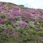 Erica cinerea Kvet