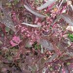 Atriplex hortensis Blomst