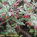 Teucrium heterophyllum ᱮᱴᱟᱜ