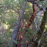 Arbutus menziesii Habit