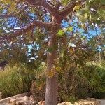 Erythrina lysistemon Alkat (teljes növény)