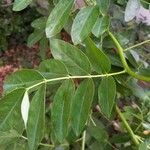 Cassia abbreviata Leaf