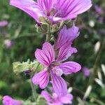 Malva sylvestrisFlower