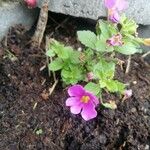 Sutera cordata Fula