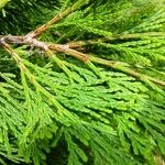 Calocedrus decurrens Leht