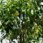 Psychotria panamensis Tabia