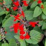 Salvia coccinea Агульны выгляд