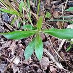 Erigeron pulchellus Leaf