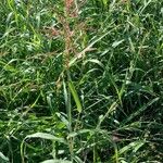 Sorghum halepense Feuille