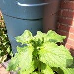 Borago officinalisBlad