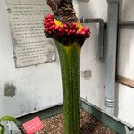 Amorphophallus titanum Habitus