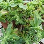 Sedum palmeri ഇല