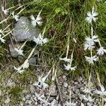 Dianthus spiculifolius Habit