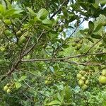 Diospyros Lycioides Frukt