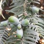 Cephalotaxus fortunei Frukt