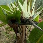 Strelitzia nicolai Flor