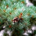 Pinus parviflora Leht