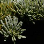 Abies lasiocarpa Flower