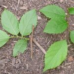 Xylosma ciliatifolium Leaf