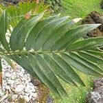 Encephalartos ngoyanus Leaf