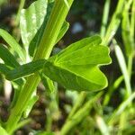 Barbarea vulgaris Folio