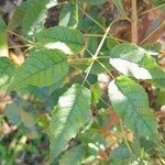 Handroanthus heptaphyllus Folha