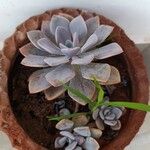 Echeveria laui Hoja