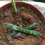 Gasteria disticha Leaf