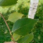 Betula pendulaপাতা