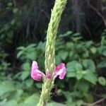 Stachytarpheta mutabilis फूल