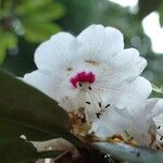 Rhododendron pudorosum Flor