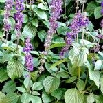 Salvia farinacea Habit