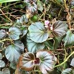 Begonia cucullata cv. 'Doublet Rose Pink' Habitus