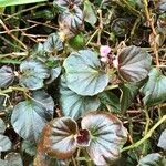 Begonia cucullata cv. 'Doublet Rose Pink' Pokrój