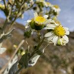 Senecio tergolanatus 花