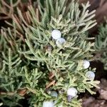 Juniperus osteosperma Φρούτο
