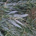 Salix viminalis Hoja