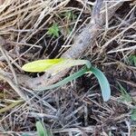 Narcissus minor Leaf