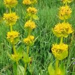 Gentiana lutea Habitus